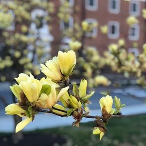 Meet your Posher, JJ Su